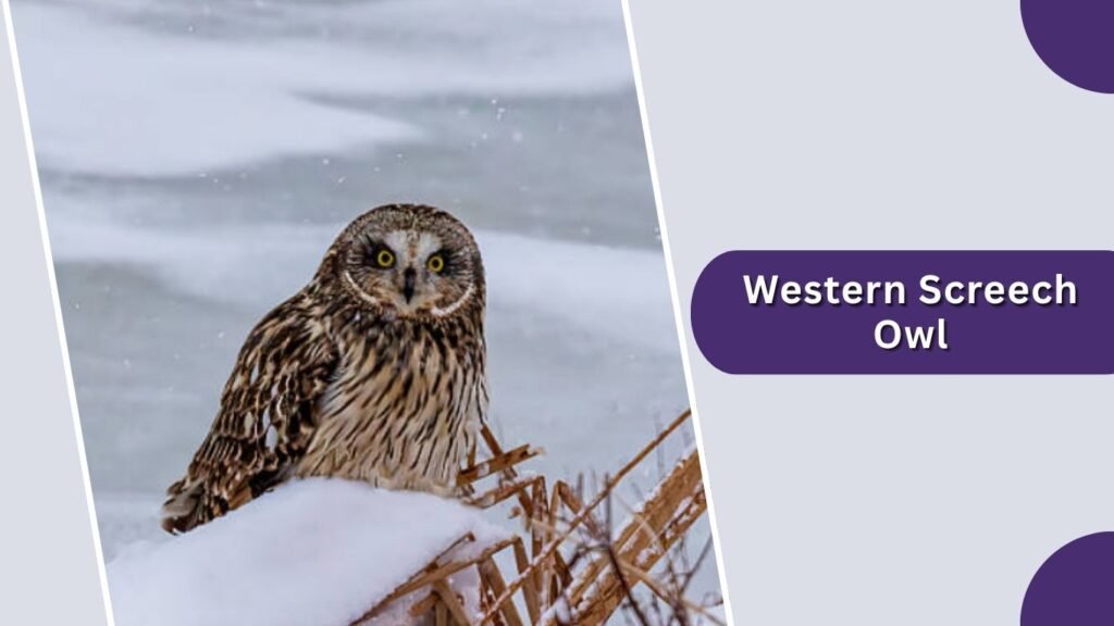 Western Screech Owl