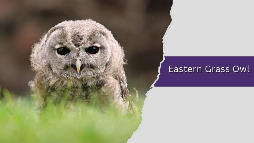 Eastern Grass Owl
