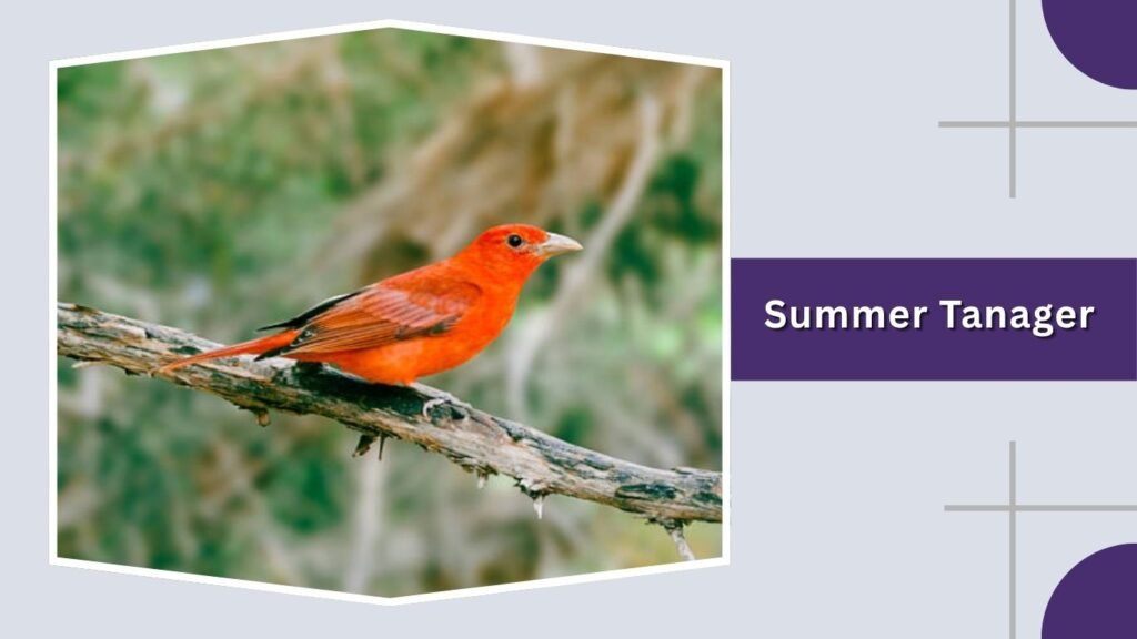 Summer Tanager