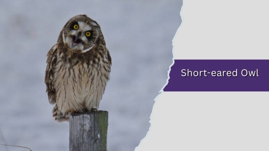 Short-eared Owl