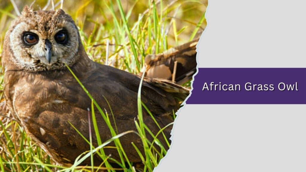  African Grass Owl