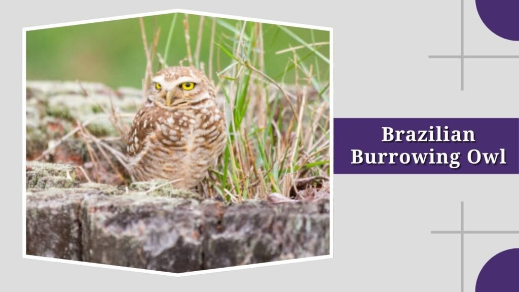  Brazilian Burrowing Owl