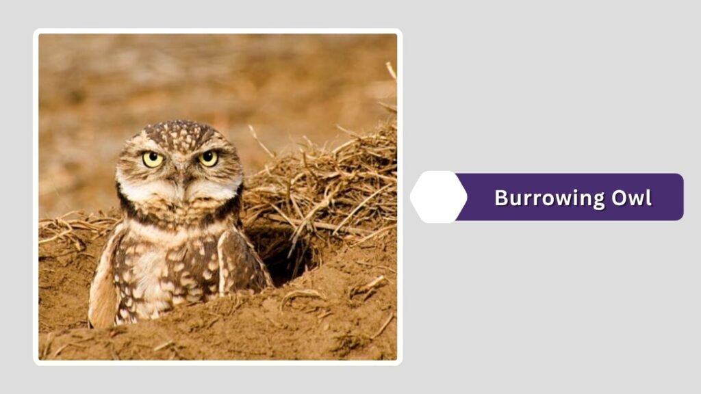 Burrowing Owl