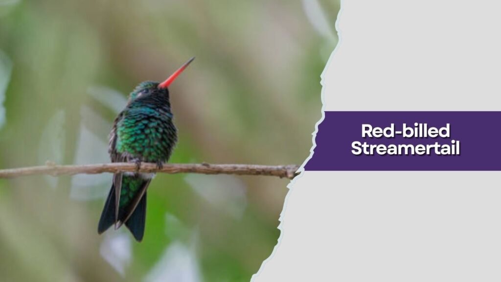 Red-billed Streamertail