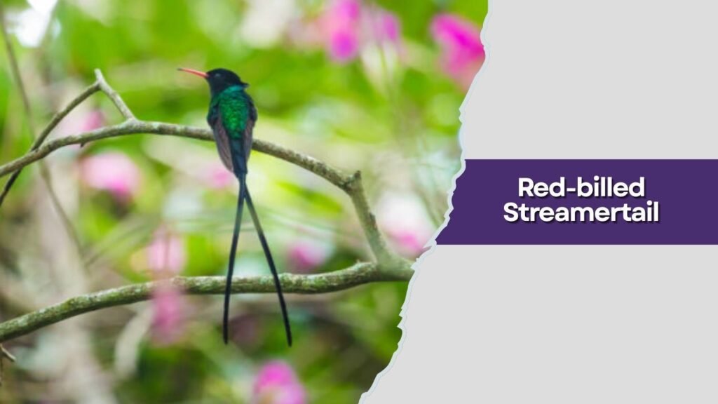 Red-billed Streamertail