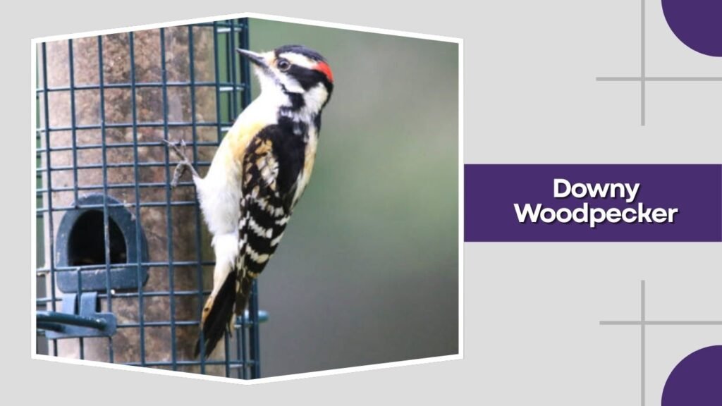 Downy Woodpecker