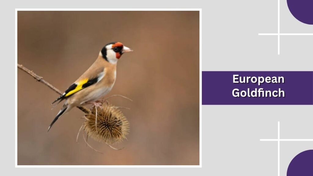 European Goldfinch