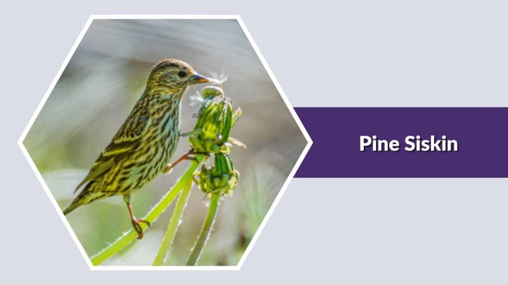Pine Siskin
