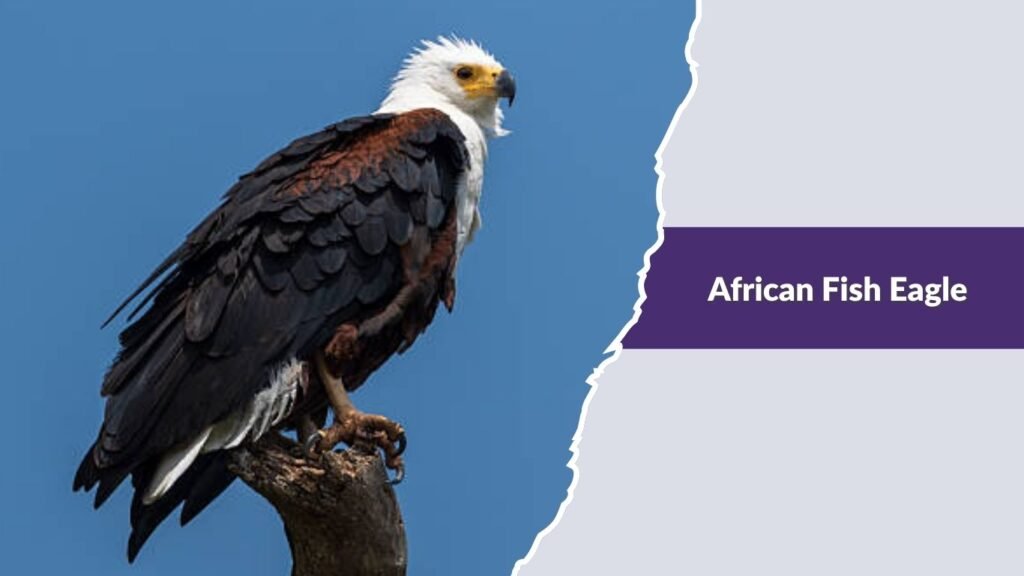African Fish Eagle