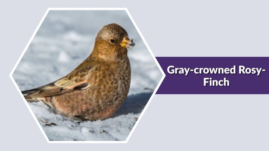 Gray-crowned Rosy-Finch