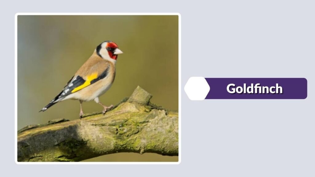 Goldfinch