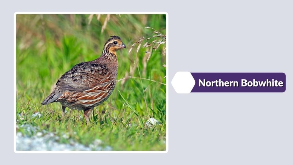  Northern Bobwhite