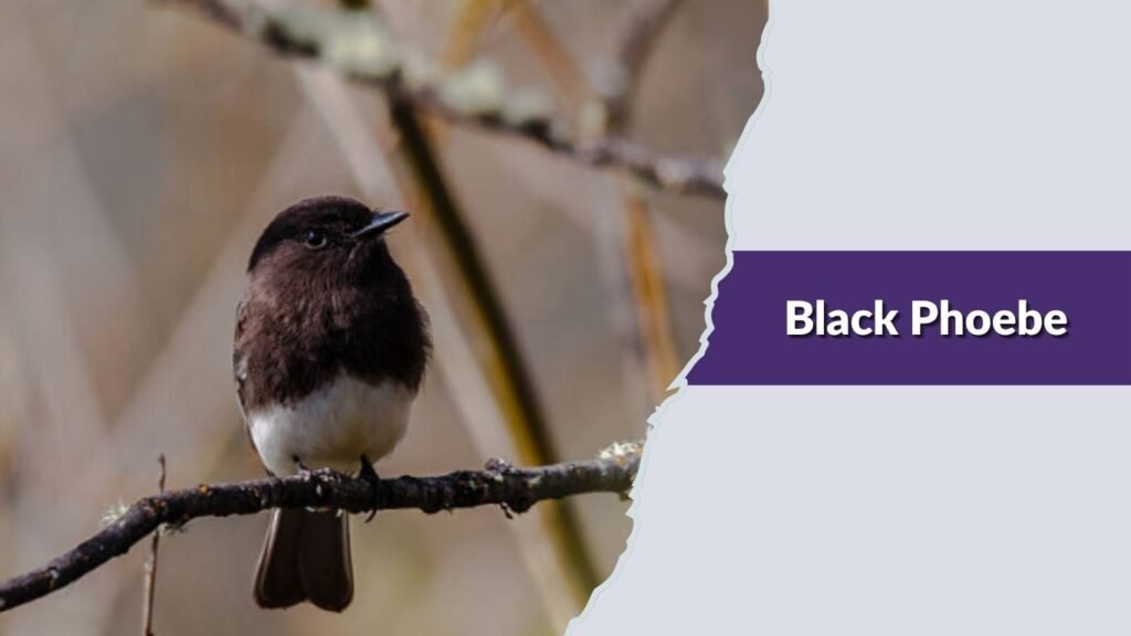  Black Phoebe
