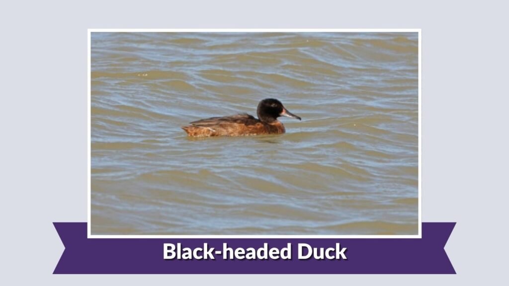 Black-headed Duck