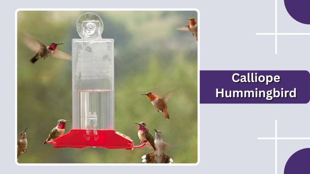  Calliope Hummingbird