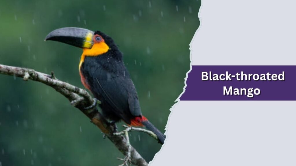 Black-throated Mango