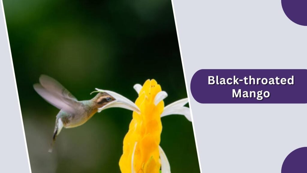  Black-throated Mango