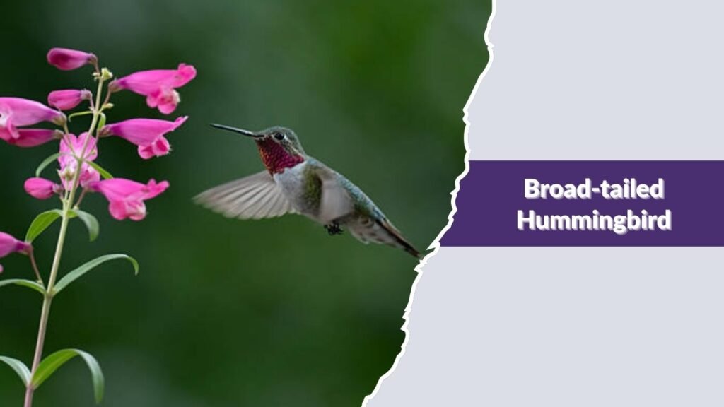 Broad-tailed Hummingbird