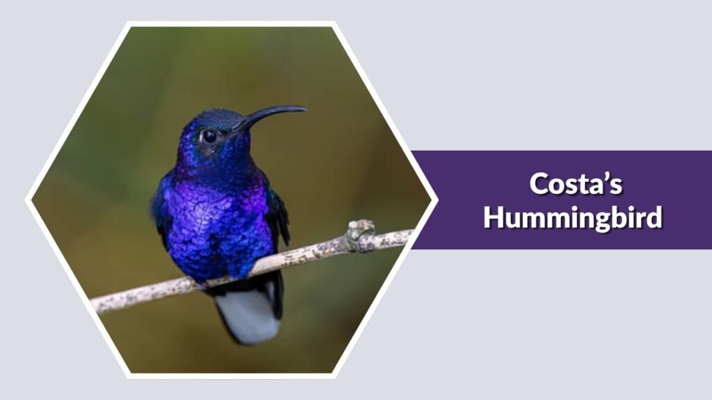 Costa’s Hummingbird