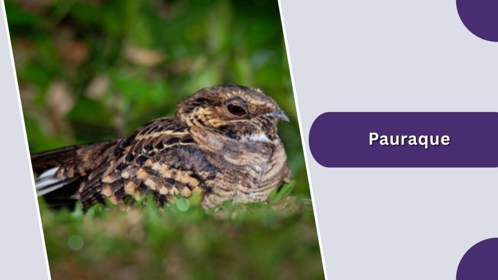 Pauraque