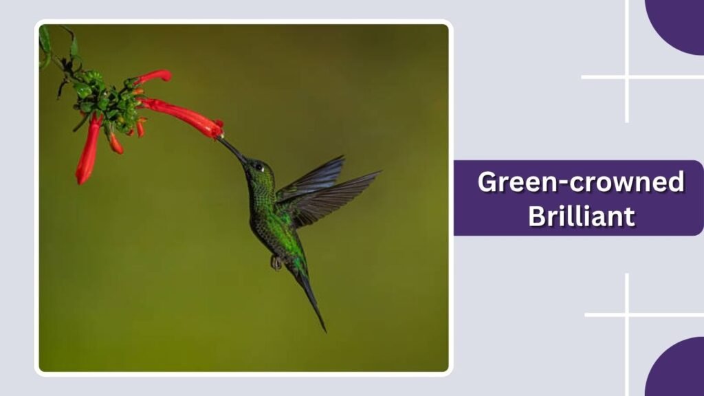 Green-crowned Brilliant