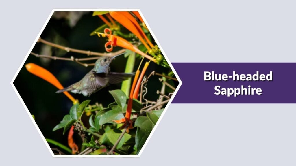 Blue-headed Sapphire