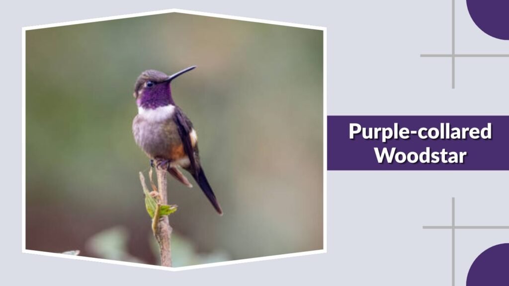  Purple-collared Woodstar