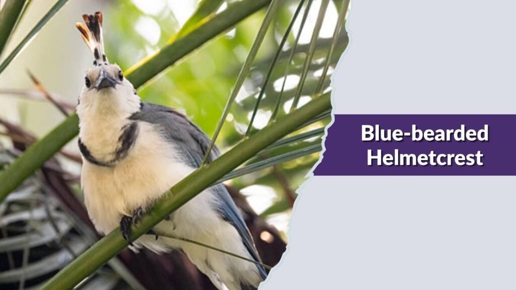 Blue-bearded Helmetcrest