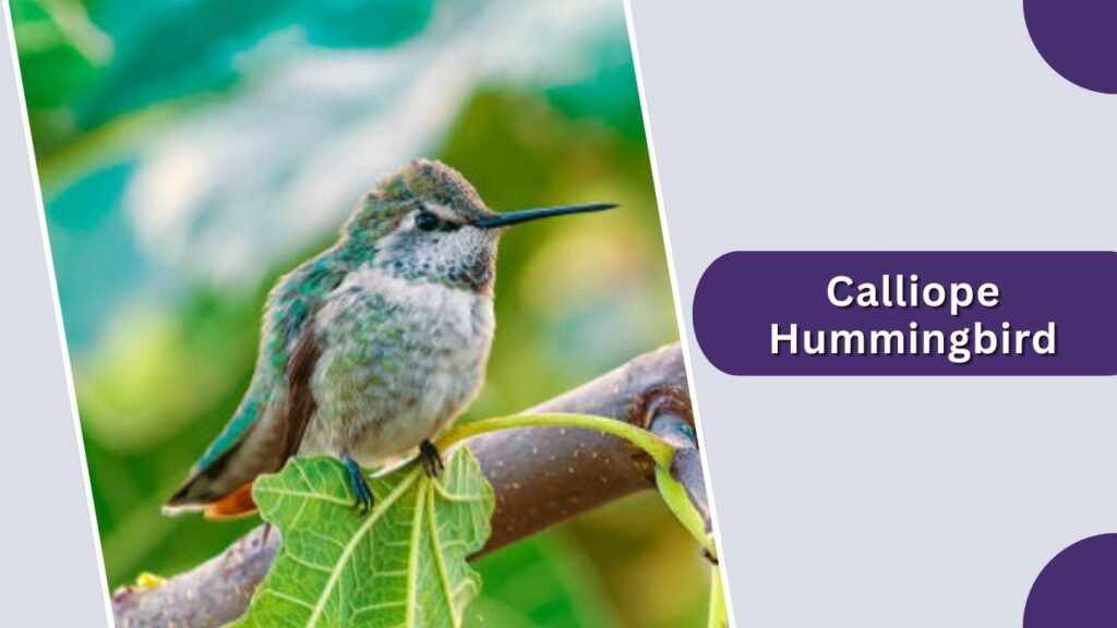 Calliope Hummingbird