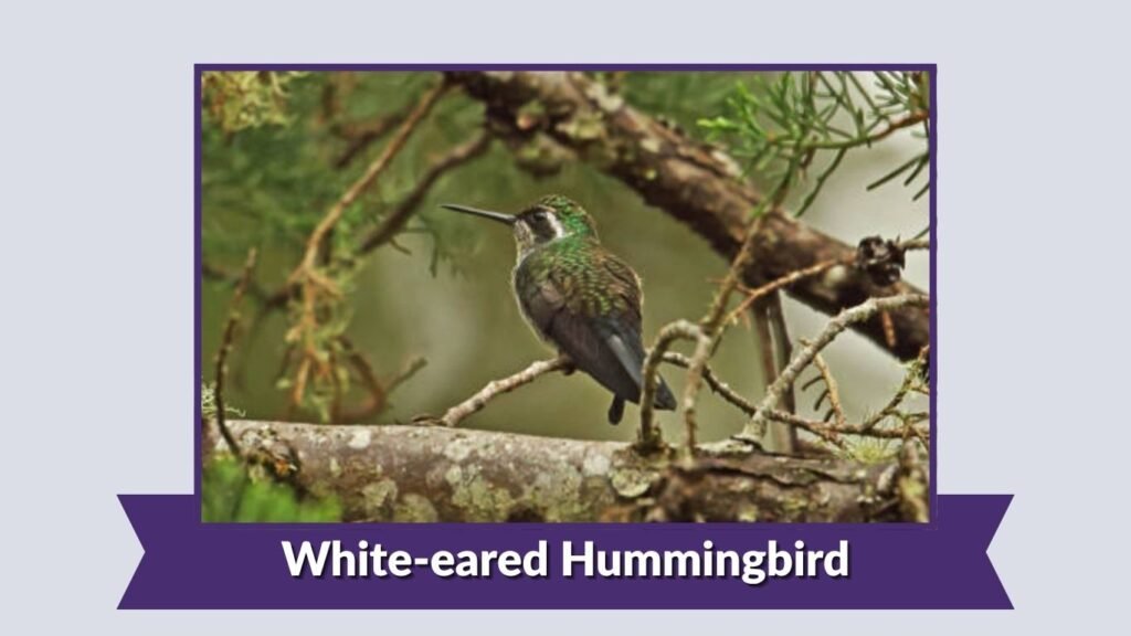 White-eared Hummingbird
