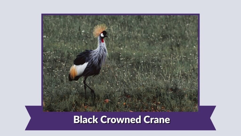 Black Crowned Crane