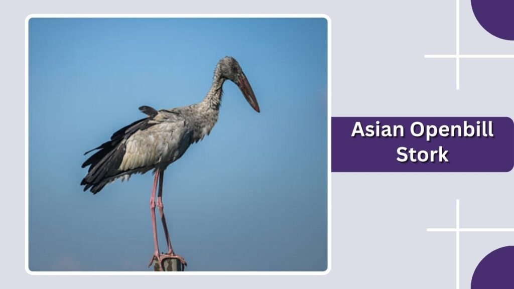  Asian Openbill Stork