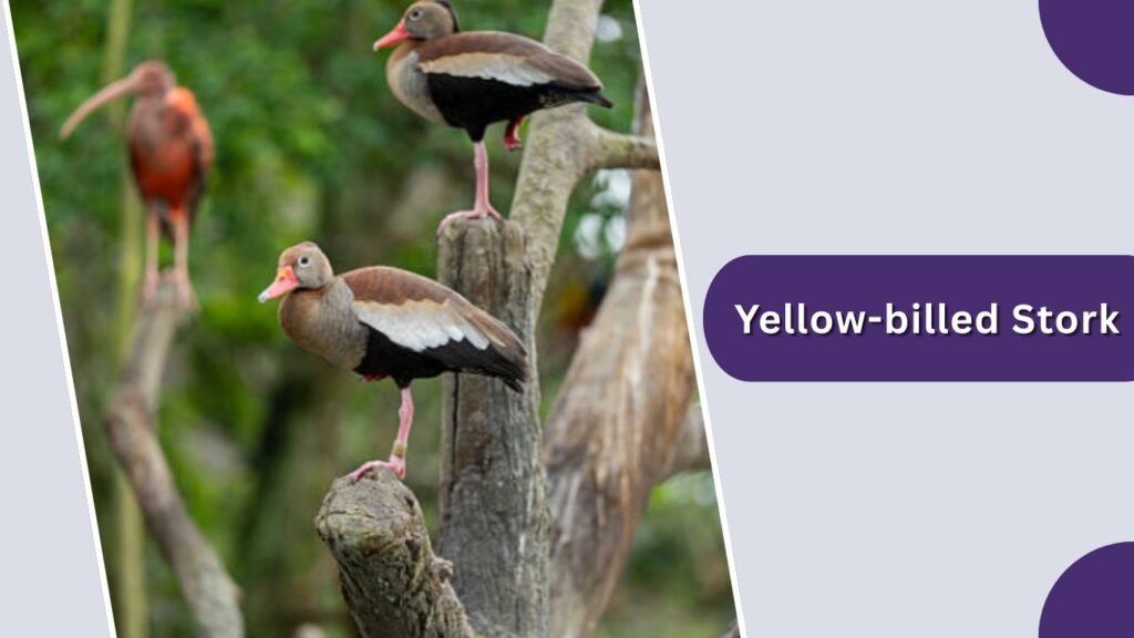 Yellow-billed Stork
