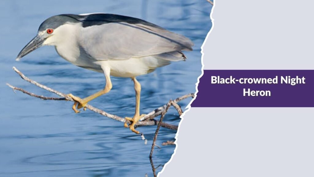 Black-crowned Night Heron