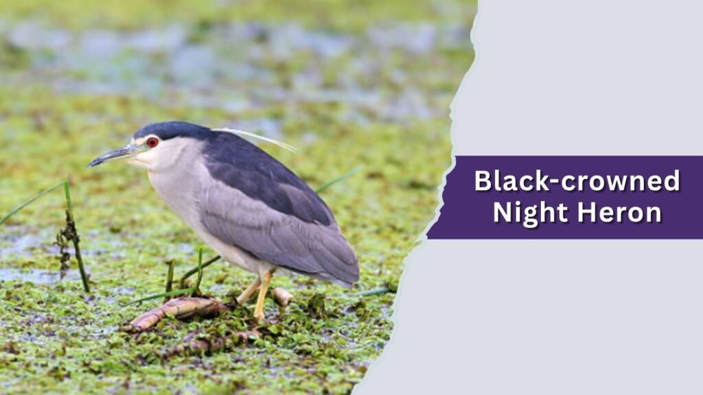  Black-crowned Night Heron