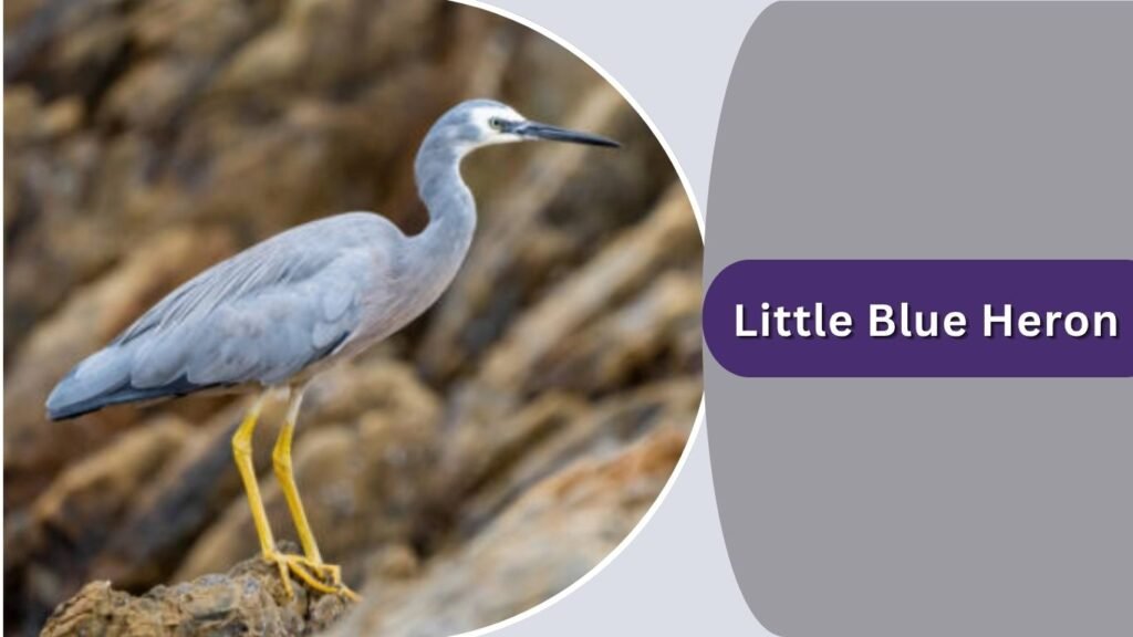 Little Blue Heron