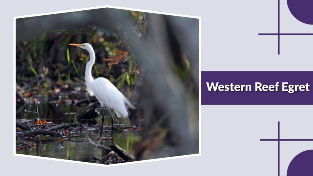  Western Reef Egret