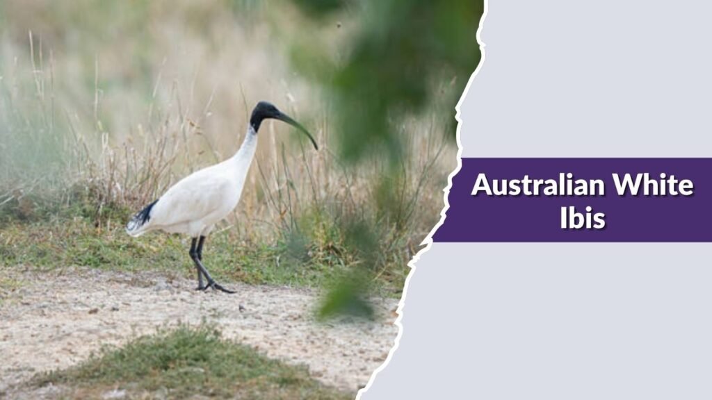 Australian White Ibis