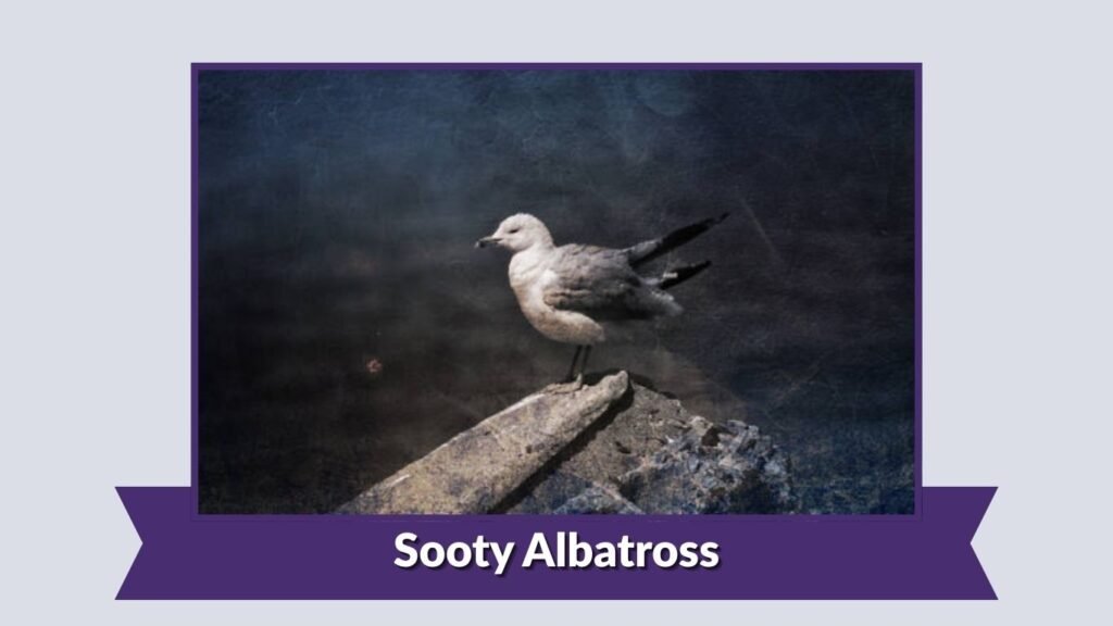  Sooty Albatross