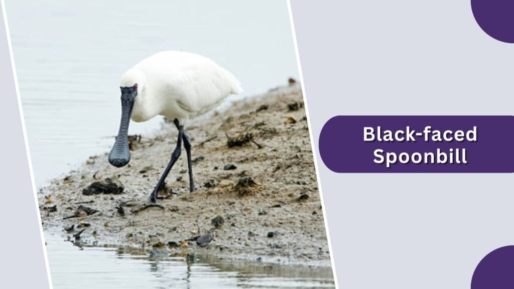 Black-faced Spoonbill