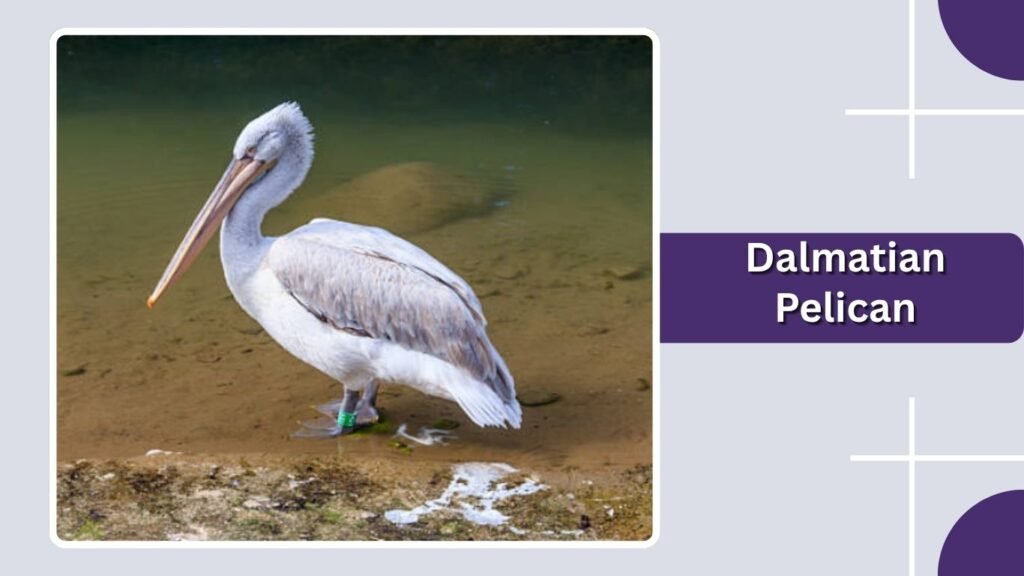 Dalmatian Pelican
