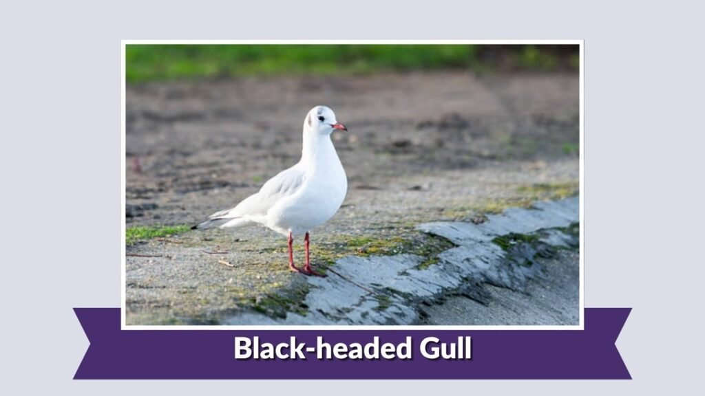 Black-headed Gull