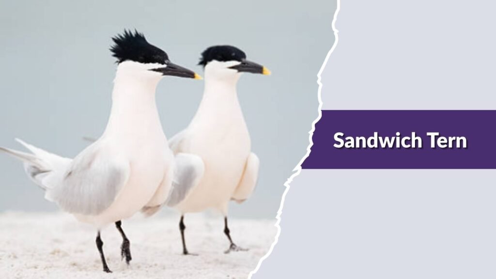 Sandwich Tern