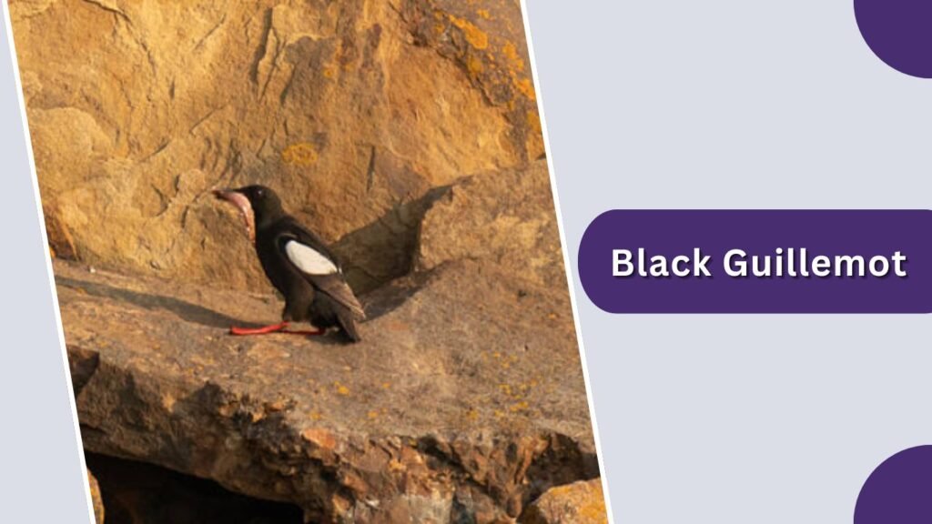 Black Guillemot