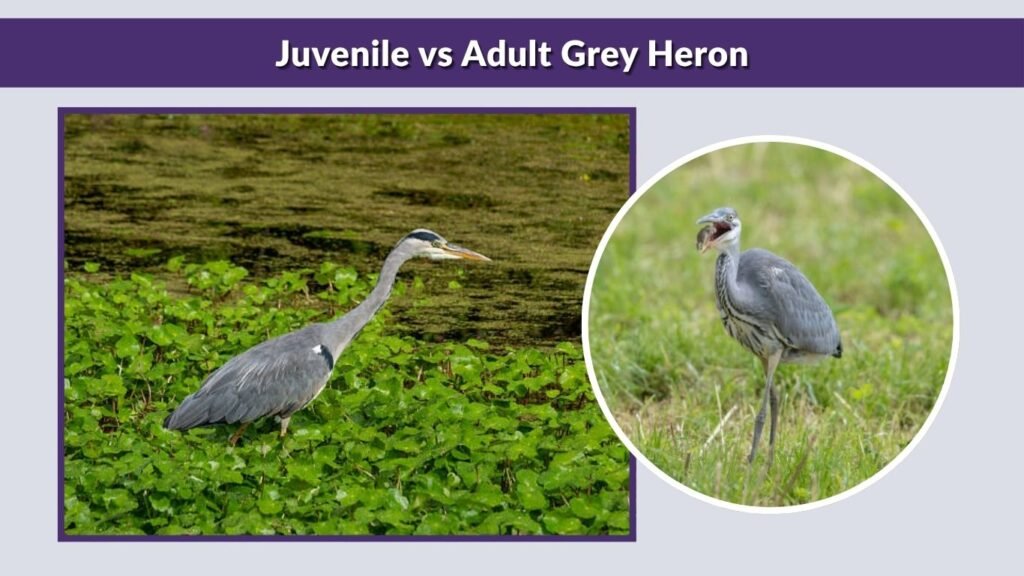 Juvenile vs Adult Grey Heron