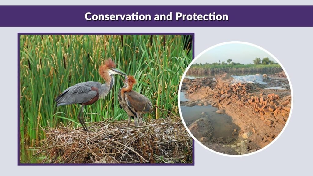 Conservation and Protection