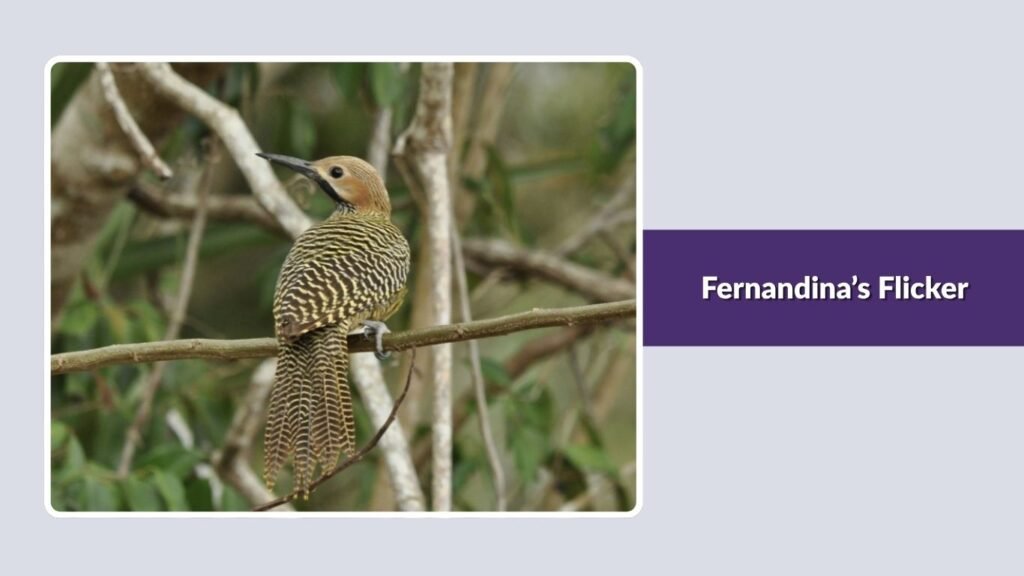 Fernandina’s Flicker