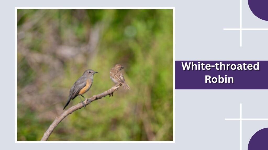  White-throated Robin