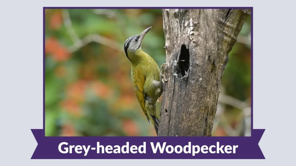 Grey-headed Woodpecker