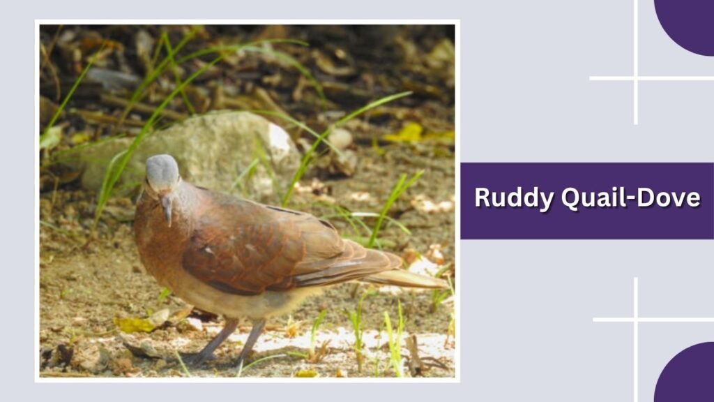  Ruddy Quail-Dove